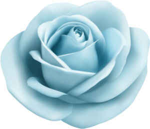 a lovely blue rose